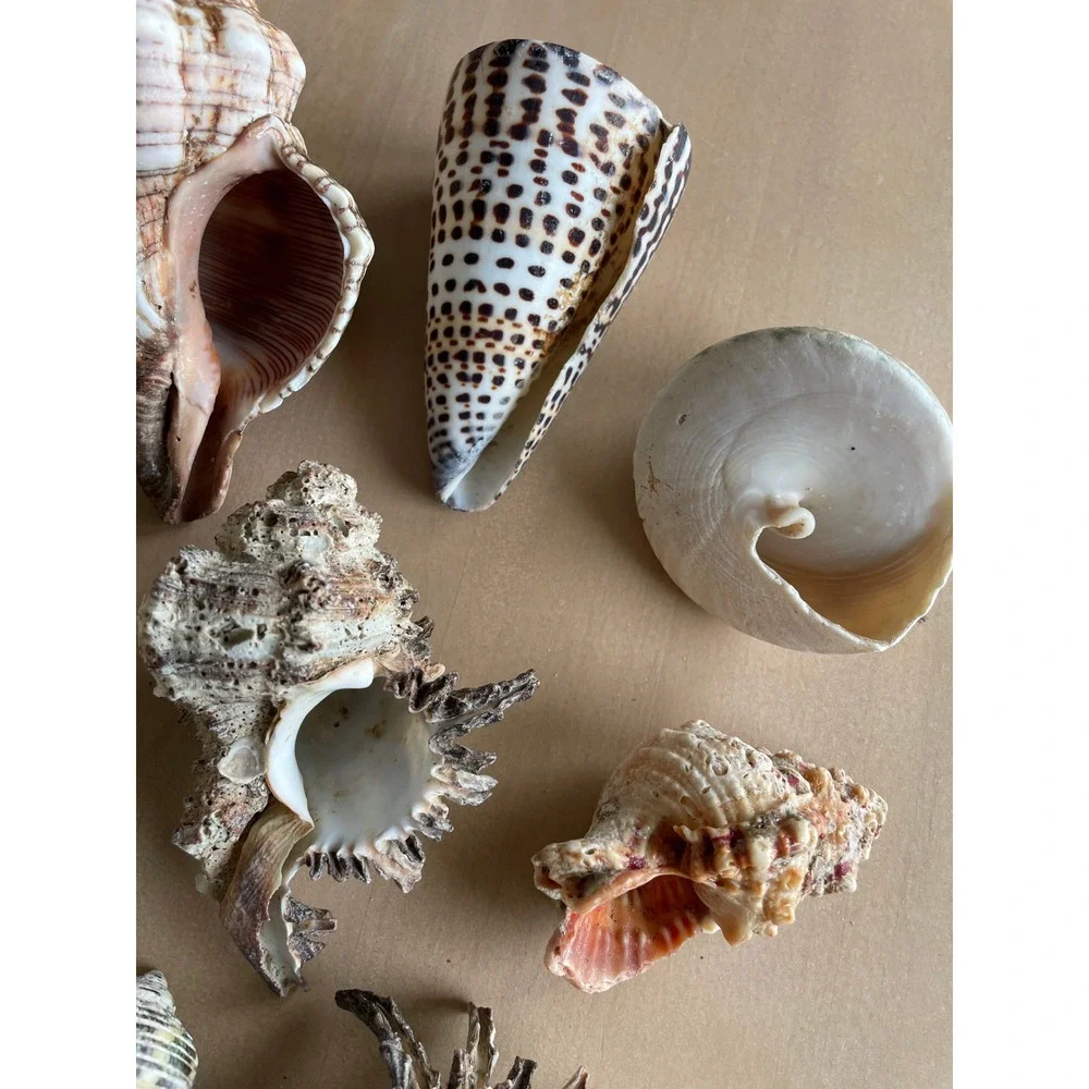 Large Mixed Seashell Collection 16 Natural Beach Shells Craft Decor Display Lot